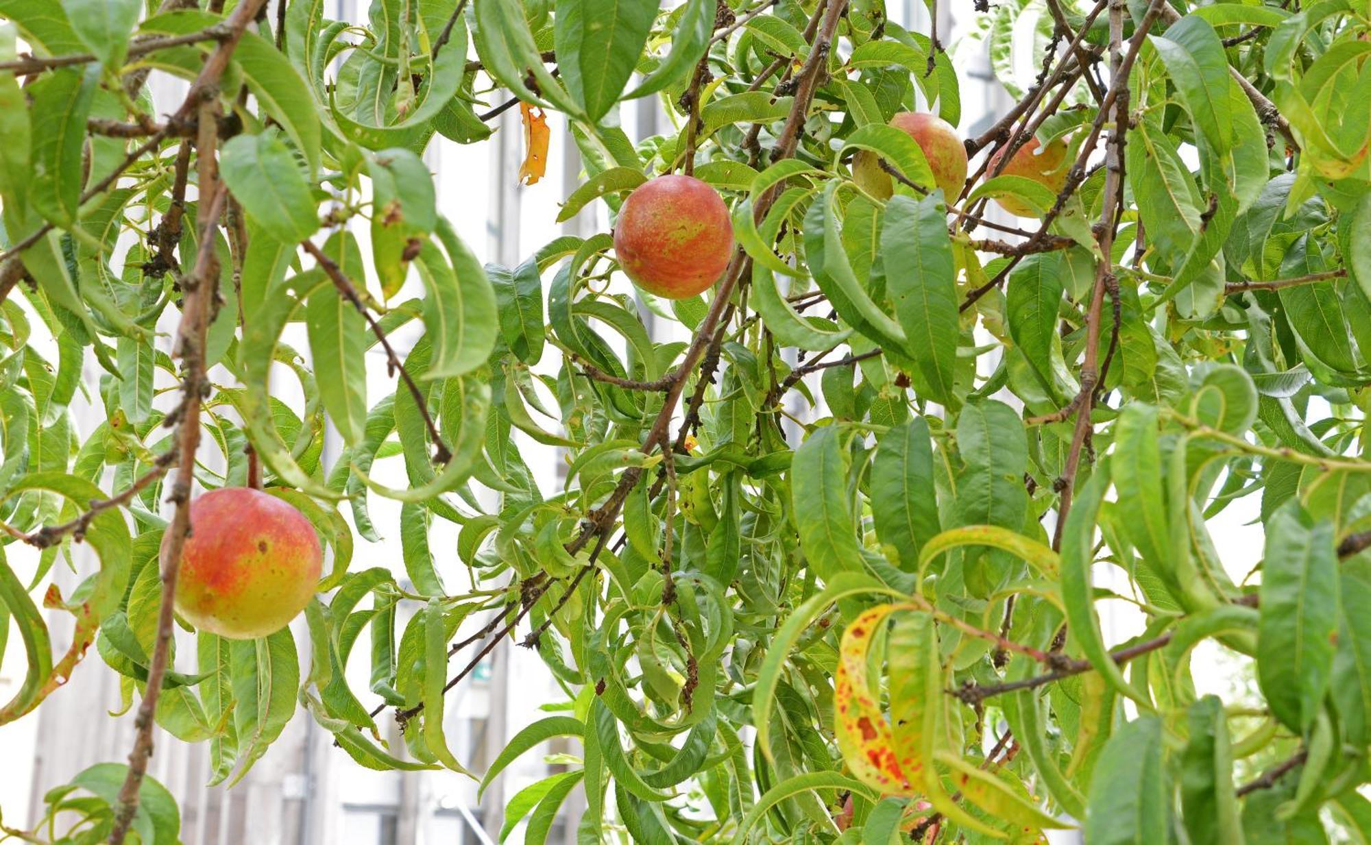Peach Hostel & Suites Porto Zewnętrze zdjęcie